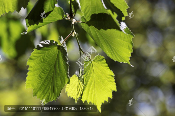 菩提樹的葉子