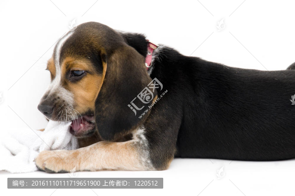 比格犬咬襪子