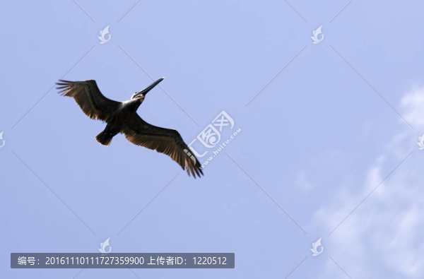 Pelican飛