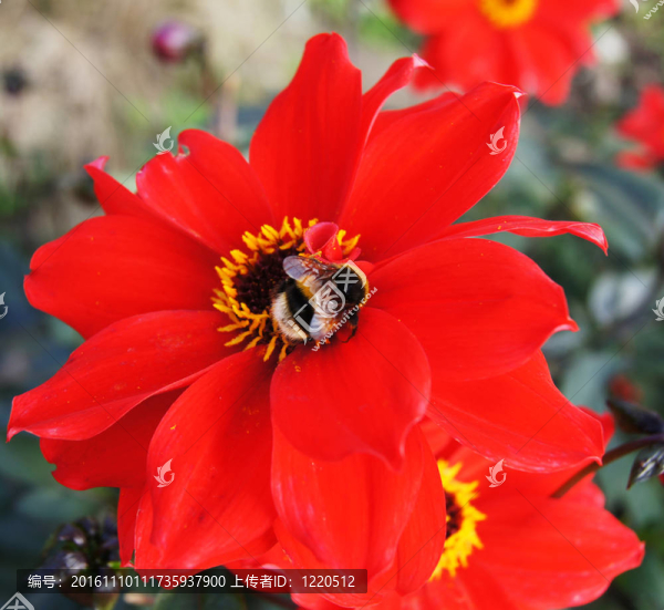 紅花蜂