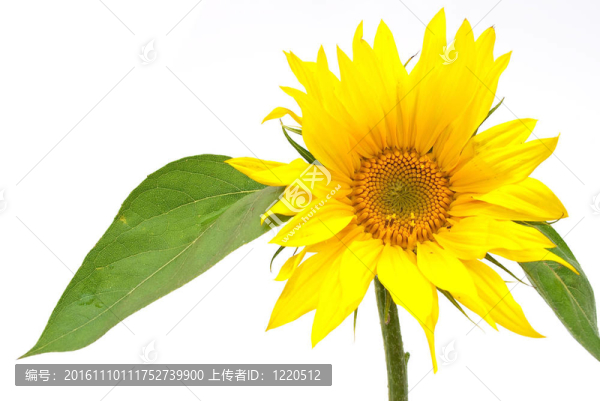 綠葉向日葵