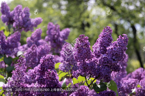 紫丁香-匯圖網(wǎng) www.fosd68.com 紫丁香