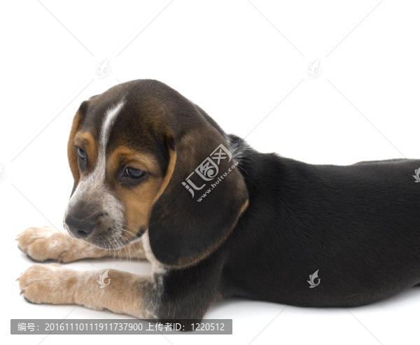 比格犬