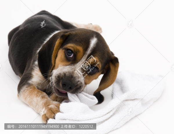 比格犬咬襪子