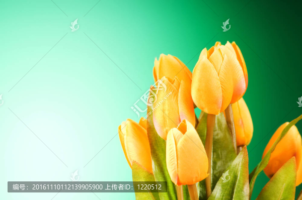 桌上的一束郁金香