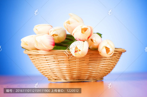 桌上的一束郁金香