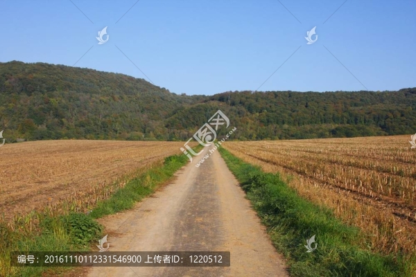 通過收獲的領(lǐng)域的一條道路