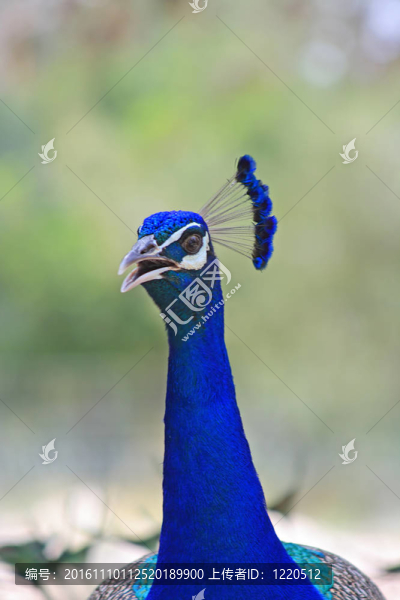 孔雀