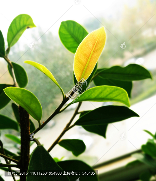 樹(shù)葉