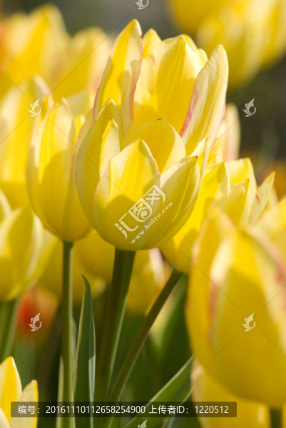 黃色的郁金香