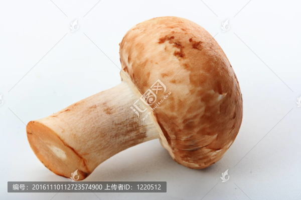 白鮮菇