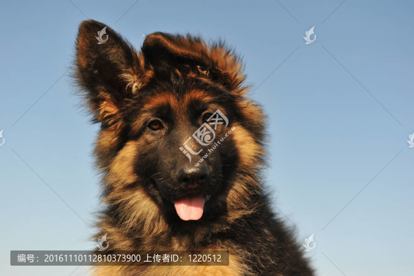 小狗的德國(guó)牧羊犬