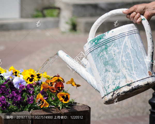 澆花