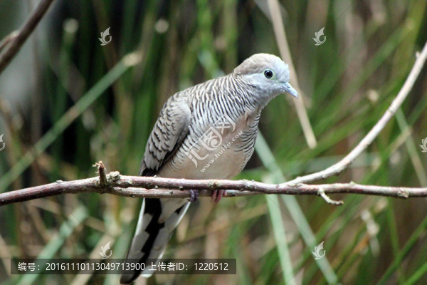 異國黑白鳥