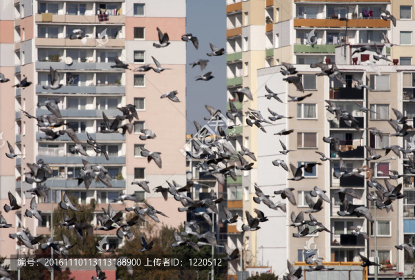 動物在城市