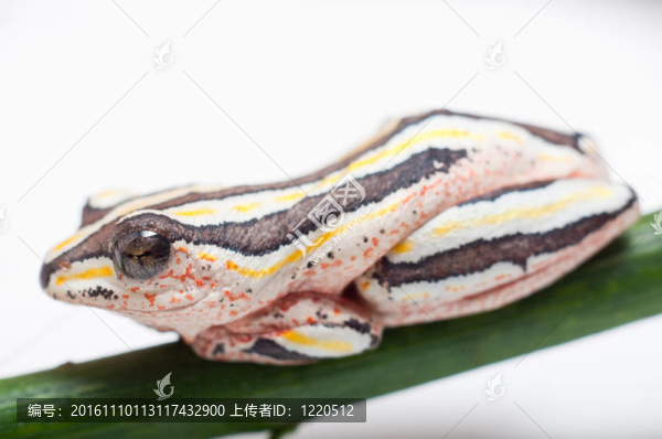畫蘆葦蛙