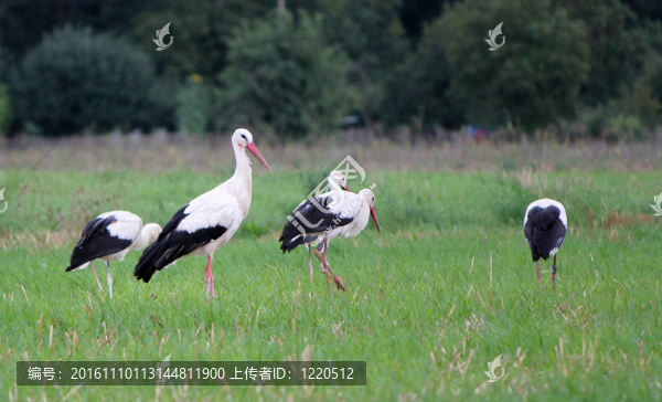 在一場(chǎng)鸛