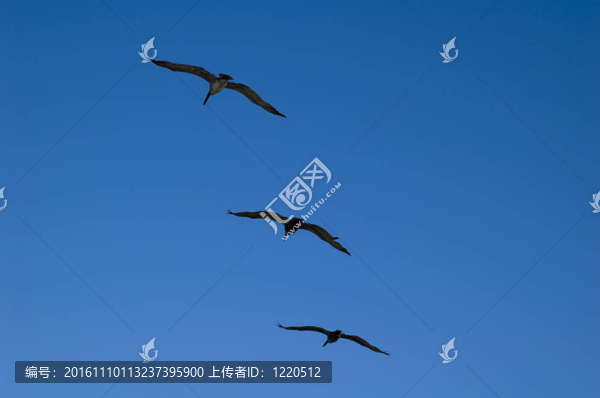 三鳥飛-匯圖網(wǎng) www.fosd68.com 三鳥飛