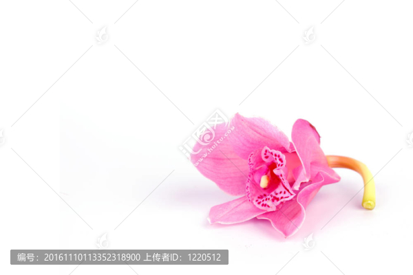 蘭花孤立