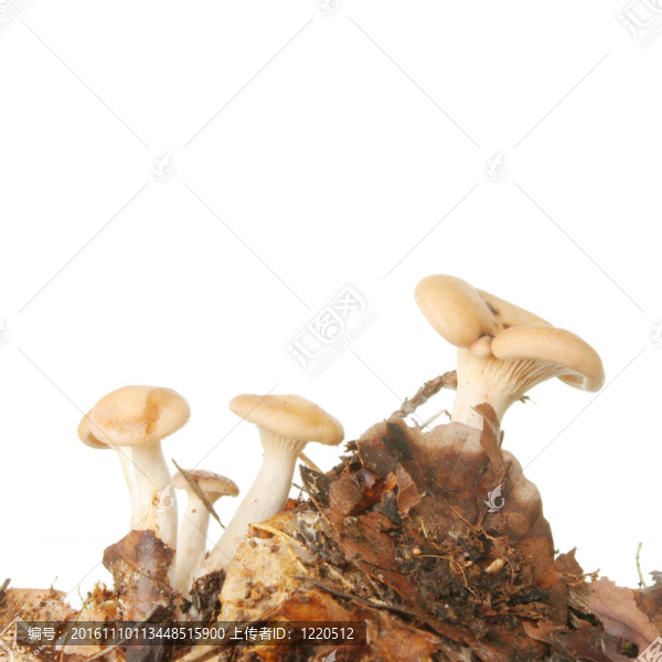 在落葉的毒菌