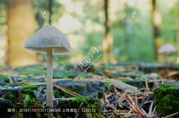 秋天的森林里的蘑菇