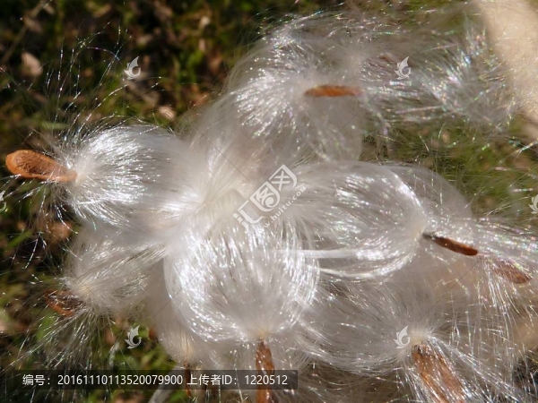 乳草屬植物的種子