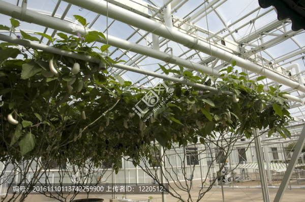 水培種植蔬菜