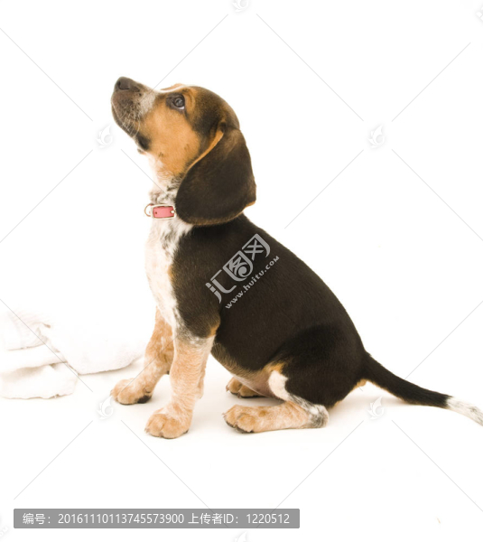 比格犬和襪子