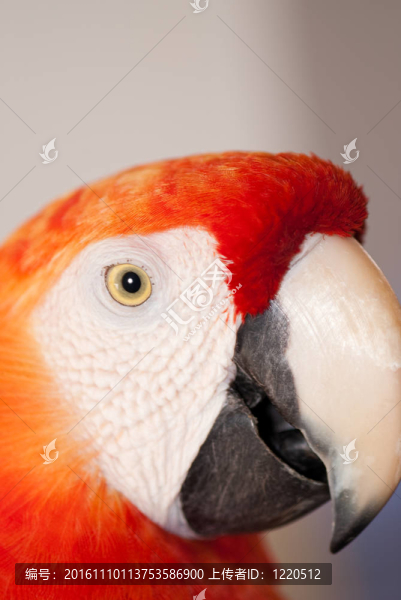 熱帶鳥