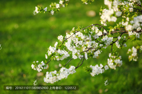 白色的花