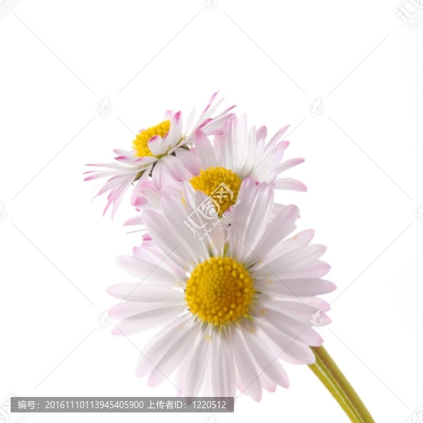 雛菊花