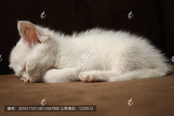 沉睡的白色小貓