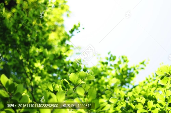 葉子和分隔開的