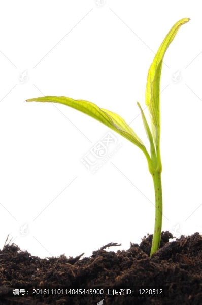白色的年輕植物