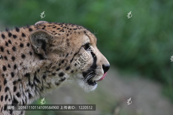 非洲獵豹