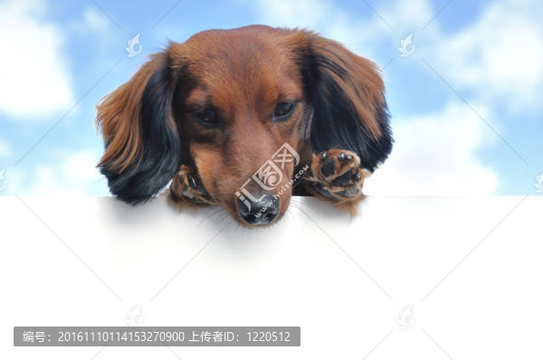 紅色長毛獵犬以上空白符號(hào)