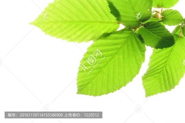 葉分離