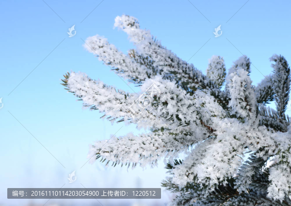 霜覆蓋云杉樹枝