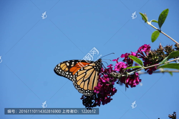 帝王蝶