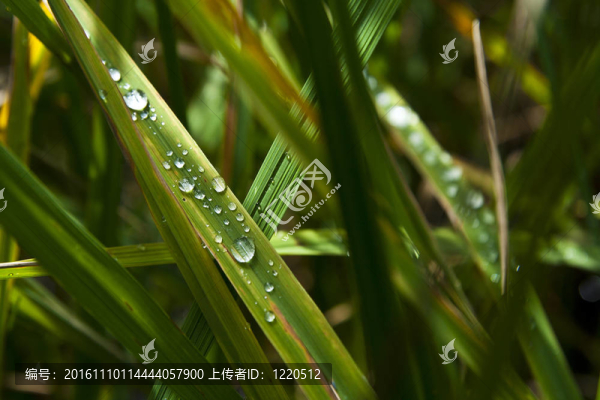 露drpos