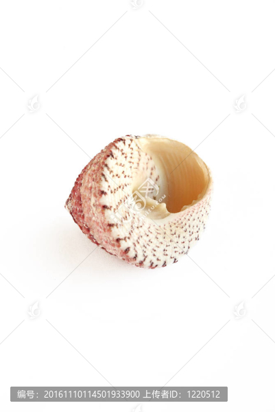 海洋舟