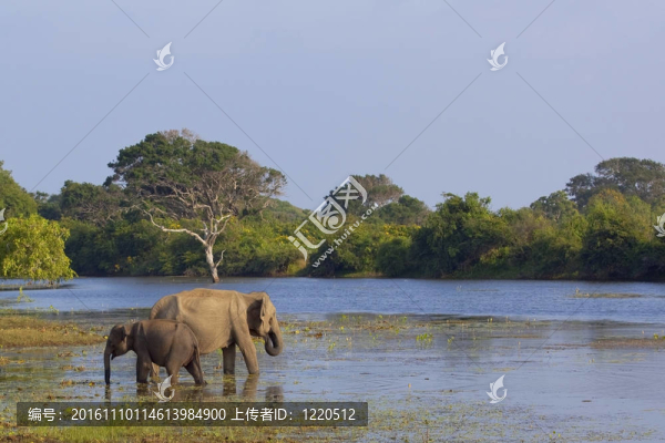 母親和嬰兒大象