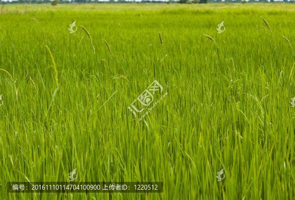 稻田