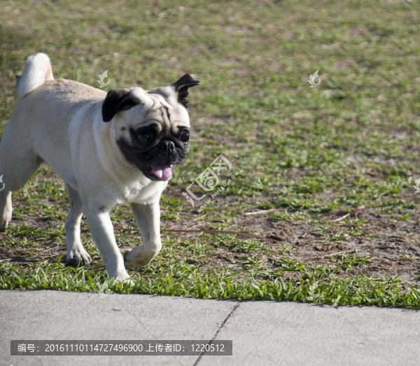 可愛(ài)的狗狗-匯圖網(wǎng) www.fosd68.com 可愛(ài)的狗狗