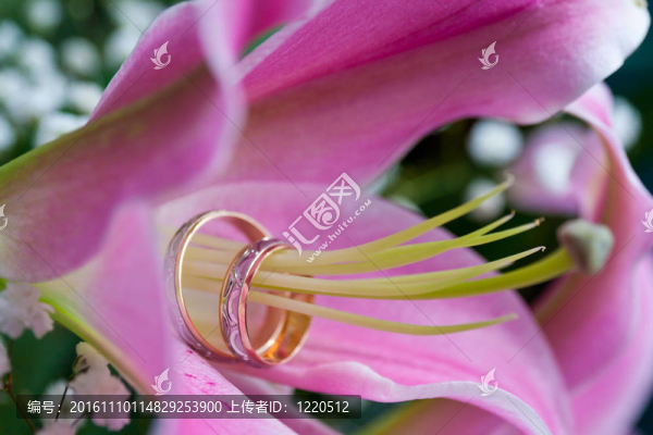 結(jié)婚戒指的百合雌蕊對。