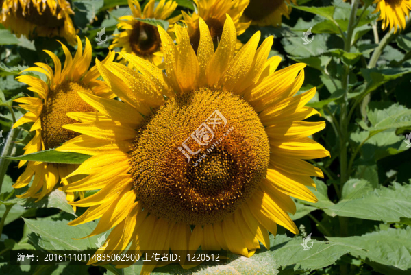 向日葵
