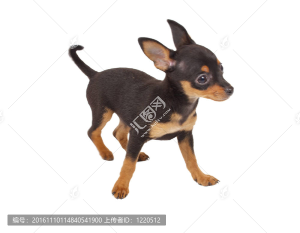 俄羅斯玩具獵犬在白色背景
