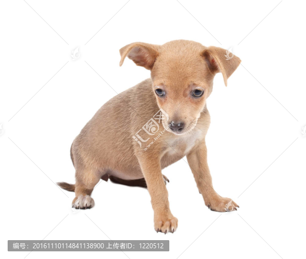 俄羅斯玩具獵犬在白色背景