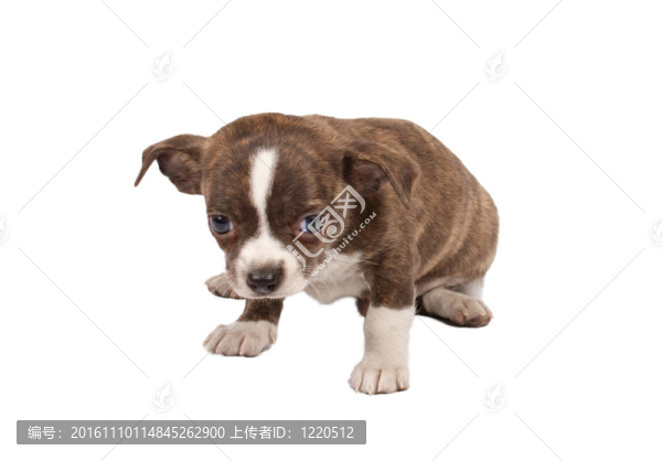 一個(gè)可愛的純種狗奇瓦瓦在白色背景前的肖像