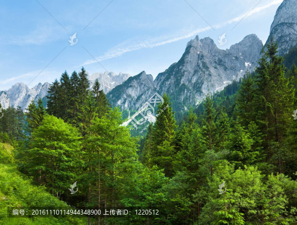阿爾卑斯的夏天